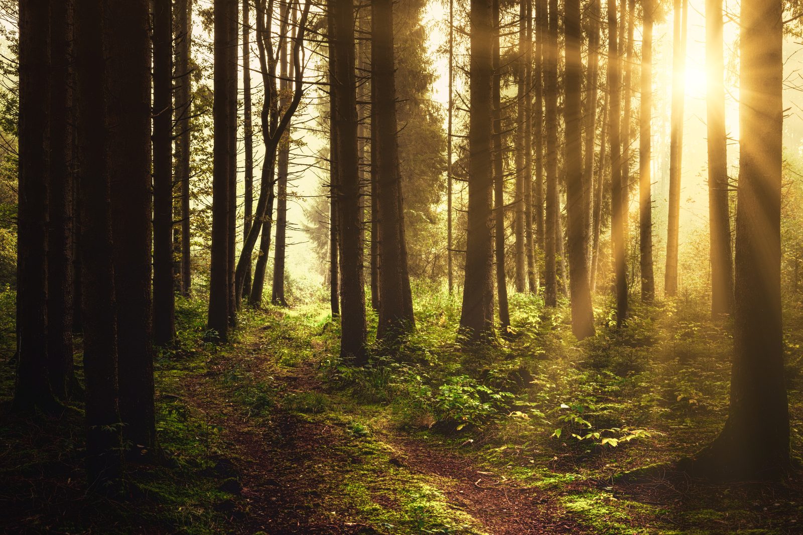 Sunlight breaking through a forest path