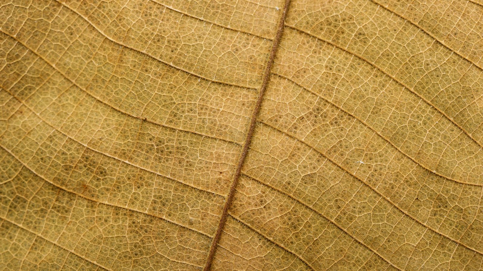 Dry teak leaves backlit in close-up